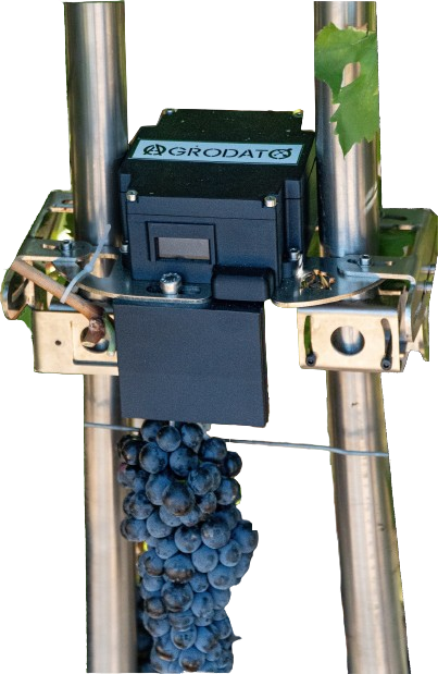 FRUTAFORO