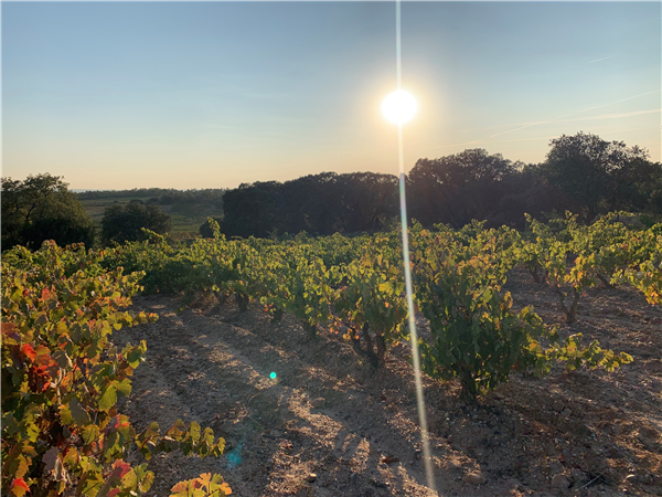 BODEGAS DOMINIO DE CAIR