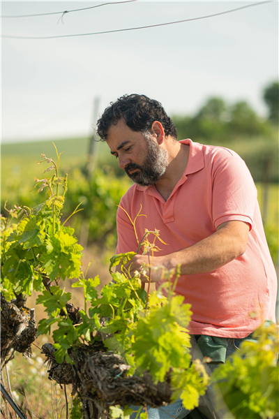 BODEGA VALDESNEROS. TORQUEMADA (PALENCIA. CASTILLA Y LEÓN. SPAIN)