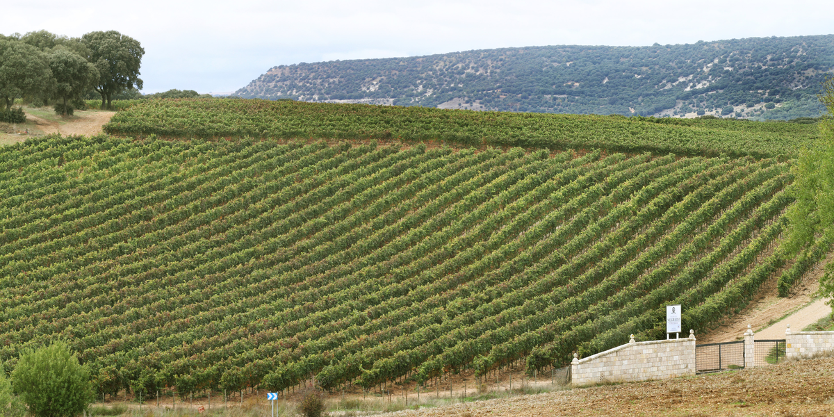 EXPERIENCIAS ENOTURÍSTICAS PALENZUELA (BODEGA PAGOS DE NEGREDO). PALENCIA. CASTILLA Y LEÓN. ESPAÑA 